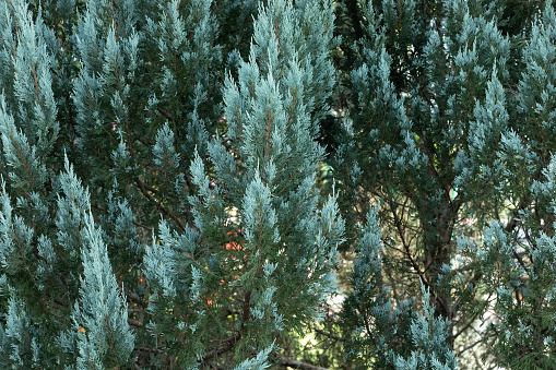 pine leaf for natural background