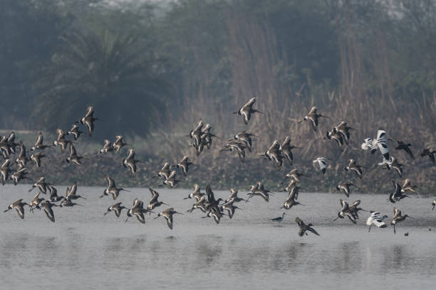 istock flock of water birds 1005818558