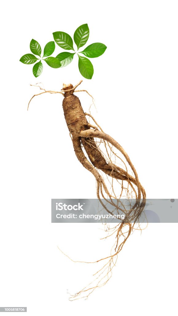 Ginseng on the white background Care Stock Photo