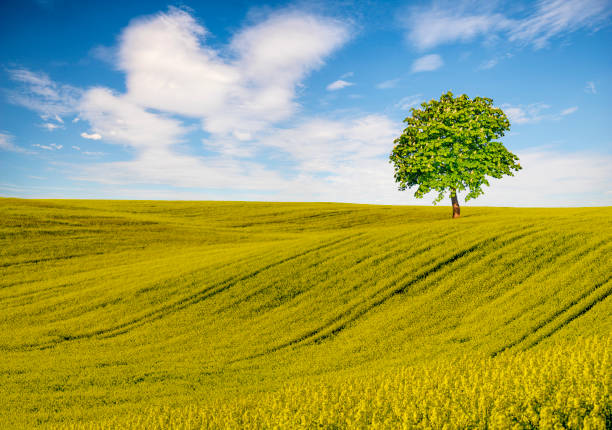 Idyllic meadow on a bright day and under a cloudy sky