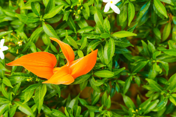 Beautiful orange flowers Blooming Bastard Teak (Butea monosperma)