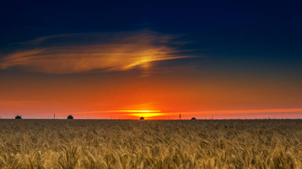 istock Wheat field at sunset on a summer warm day. 1005821496