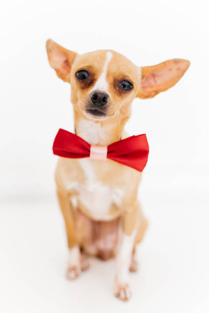 istock an image of a dog 1005830158