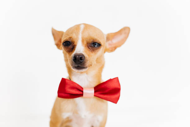 istock an image of a dog 1005830194