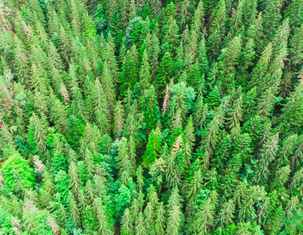 istock aerial view of green tree forest 1005833088