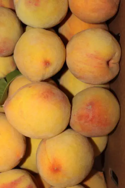 Fay Elberta Peaches, Just Picked, Central Valley California