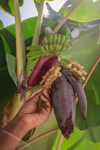 Banana flower touched by hand