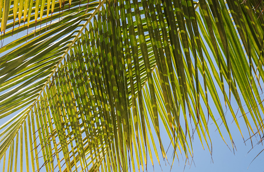 Palm Leaf by the sea