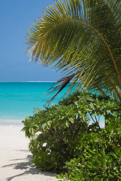 istock Palm Trees by the sea 1005834074
