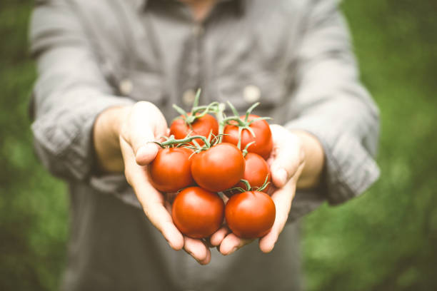 istock Tomato harvest in autumn 1005840378