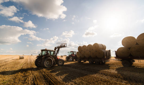 istock A tractor collecting straw bales in a harvested field 1005843810