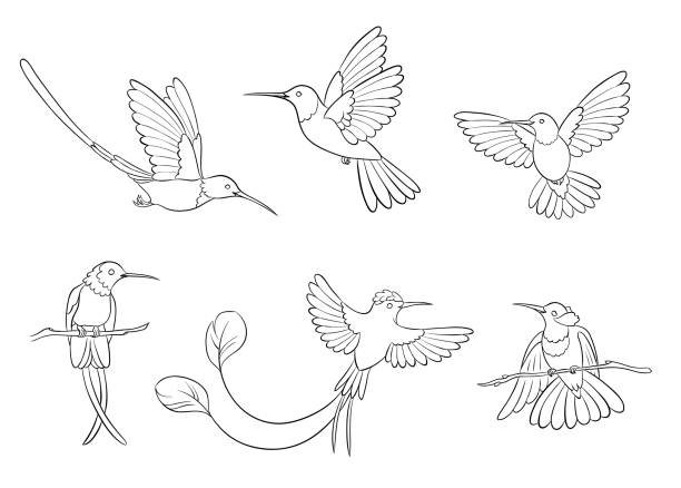 Different hummingbirds in outlines - vector illustration vector art illustration