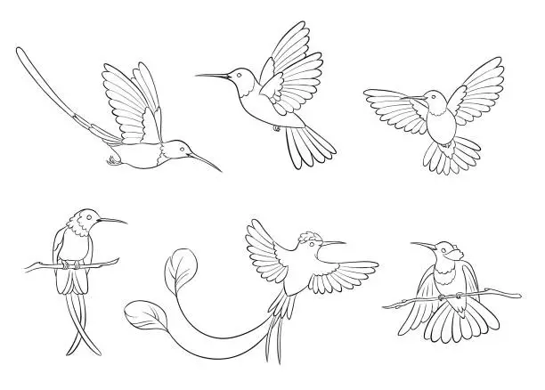 Vector illustration of Different hummingbirds in outlines - vector illustration