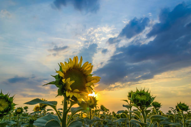 istock Lonely sunflower at sunset colorful clouds 1005846526