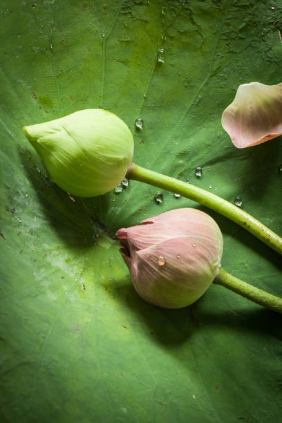 istock Green and pink lotus 1005851120