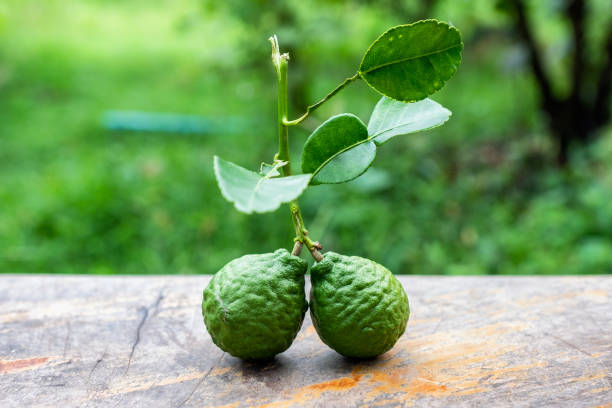 fruit de bergamote avec feuille de jardin sur table en bois - thai culture food ingredient set photos et images de collection
