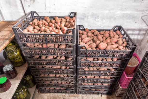 fresh potatoes, carrots and canned vegetables in the cellar - beet vegetable box crate imagens e fotografias de stock
