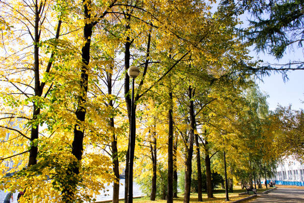 istock Sunny day in the autumn park 1005854272