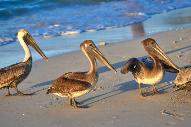 istock A group of pelicans walking along the beach at sunset 1005857224
