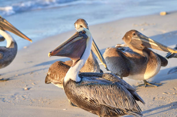 istock Pelican is a large bird with a large beak and a bag for fish 1005857290