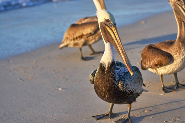 istock Pelican is a large bird with a large beak and a bag for fish 1005857302