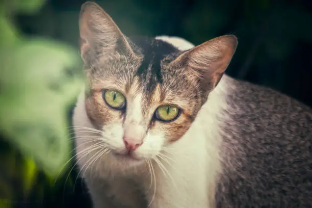 This is a Photo of a Cat, with big green eyes. This photo was taken at Bankura in 2017.