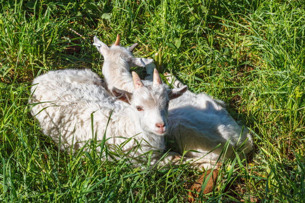 istock Young goat kids lying in the grass 1005863430