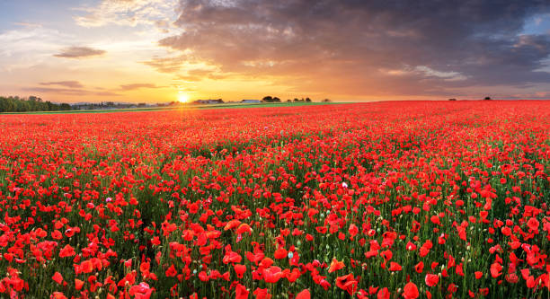 istock Poppy flowers meadow and nice sunset scene 1005863472