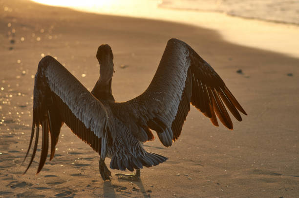 istock Pelican opens its wings along the evening beach, rear view 1005863604