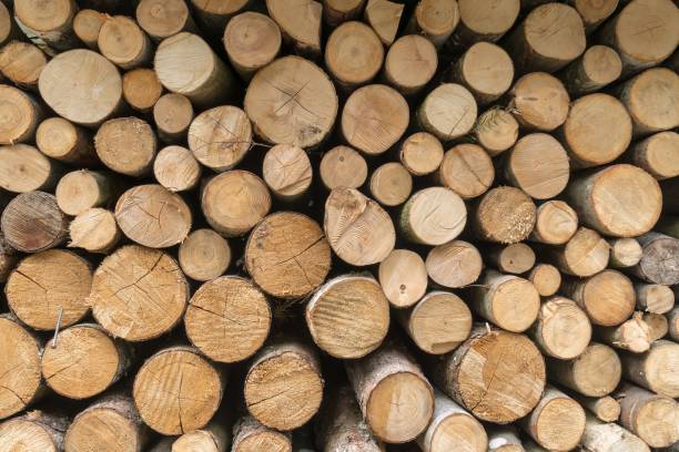 istock Pile of many wood logs - timber texture. 1005864488