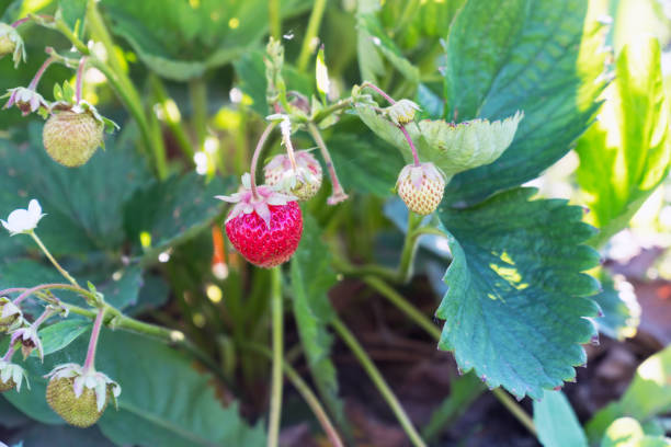 istock Fresh strawberries in the garden 1005866878