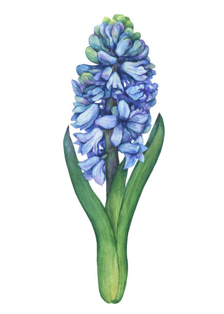 Blue hyacinth blooming flower. Spring hyacinths- floral botanical picture. Watercolor hand drawn painting illustration isolated on white background. For greeting card, invitation, pattern, frame. Blue hyacinth blooming flower. Spring hyacinths- floral botanical picture. Watercolor hand drawn painting illustration isolated on white background. For greeting card, invitation, pattern, frame. hyacinth stock illustrations