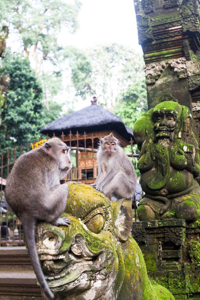 istock Macaque sitting on old statue near Hindu temple, Ubud Monkey Forest 1005870886