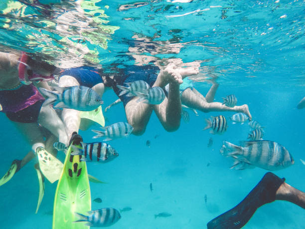 istock Red sea fish and other sea life 1005873654