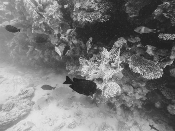 istock Red sea fish and other sea life 1005873834