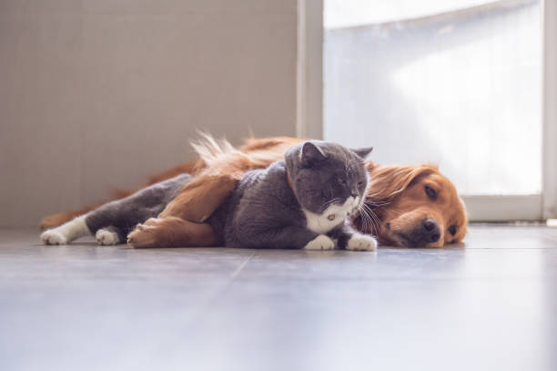 istock British short hair cat and golden retriever 1005873836