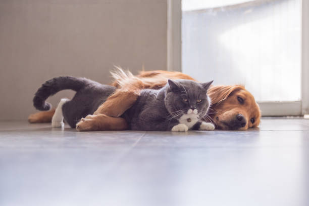 istock British short hair cat and golden retriever 1005873846