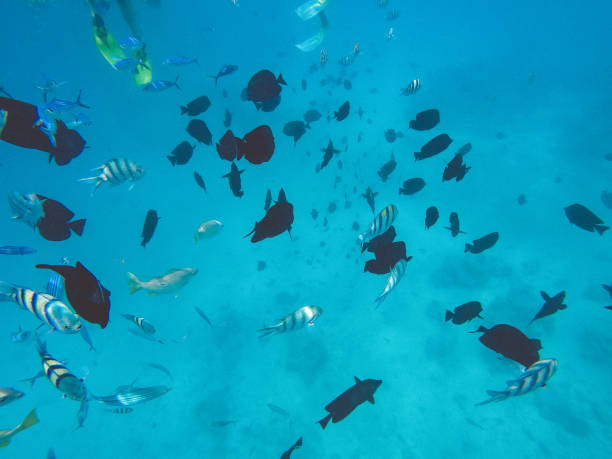 istock Red sea fish and other sea life 1005873850