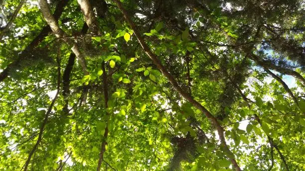 the great green shade of the tree