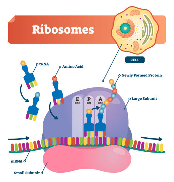 Trna Explained 130+ Trna Stock Photos, Pictures & Royalty-Free Images - iStock