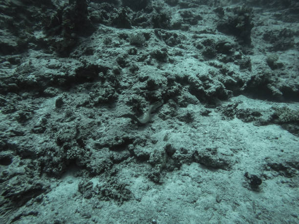 istock Red sea fish and other sea life 1005875032