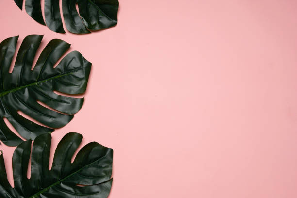 istock green leaves on a pink background 1005878830