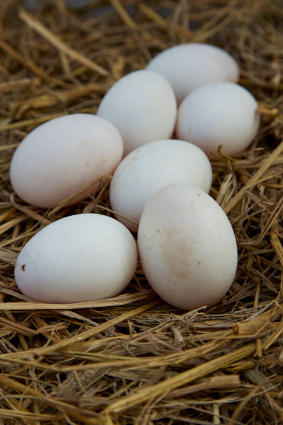 istock fresh range duck eggs in a nest of hay 1005881162