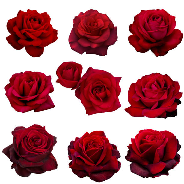 istock collage of red roses 1005882478