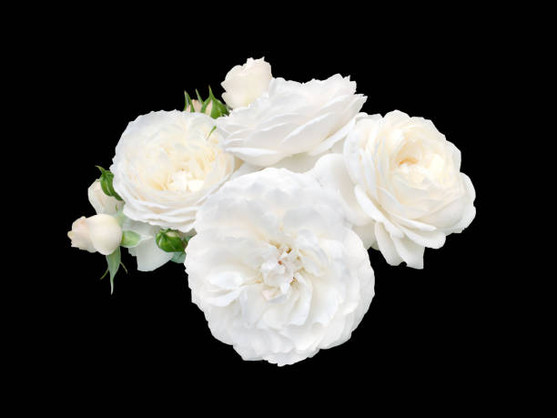 istock beautiful bouquet of white roses 1005882738