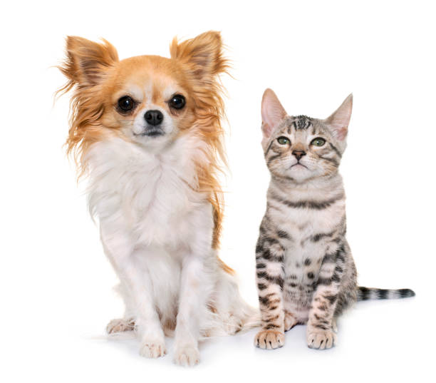 istock bengal kitten and chihuahua 1005883496