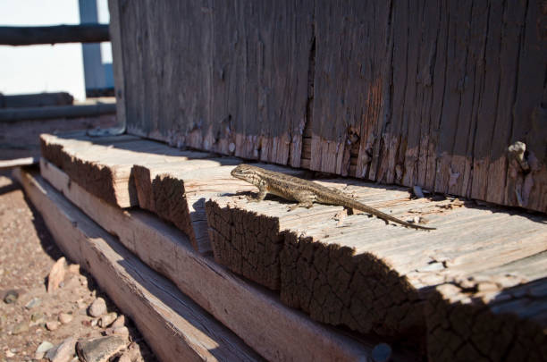 A close up of a little lizard in the dry desert area in the hot desert heat.