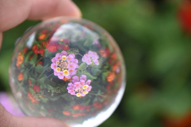 istock A reflection of a flower garden through a crystal ball 1005886462