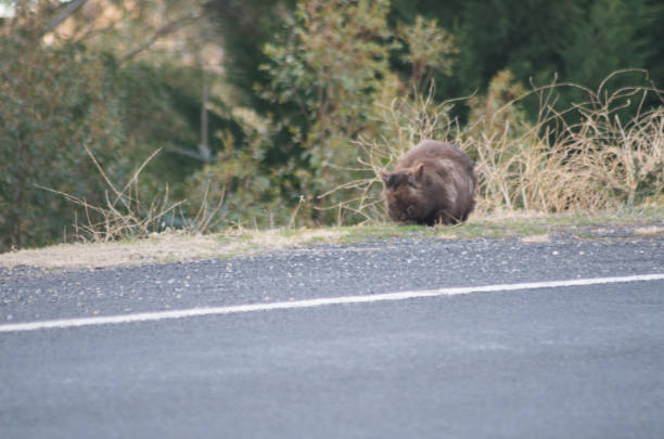 istock Wombat grazing by the side of the road 1005886530