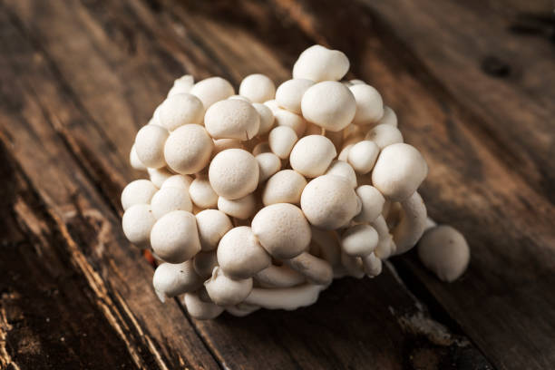 istock raw japanese bunapi-shimeji mushrooms 1005886704